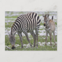 Africa. Tanzania. Zebra mother and colt