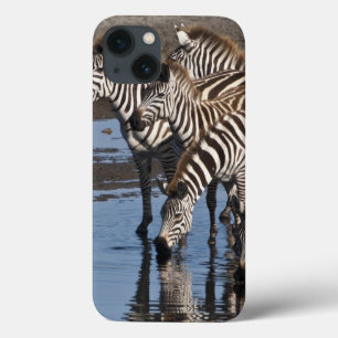 Africa. Tanzania. Zebras drinking at Ndutu iPhone 13 Case