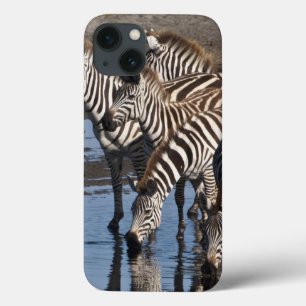 Africa. Tanzania. Zebras drinking at Ndutu in iPhone 13 Case