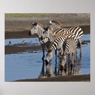 Africa. Tanzania. Zebras drinking at Ndutu in Poster