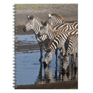 Africa. Tanzania. Zebras drinking at Ndutu Spiral Notebook