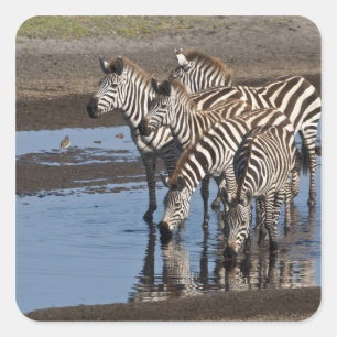 Africa. Tanzania. Zebras drinking at Ndutu Square Sticker