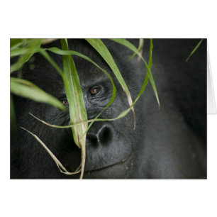 Africa, Uganda, Bwindi