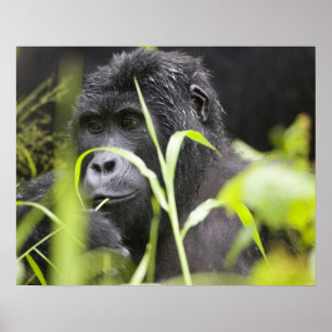 Africa, Uganda, Bwindi Impenetrable National Poster