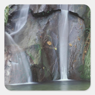 Africa, Uganda, Bwindi Impenetrable rainforest, Square Sticker