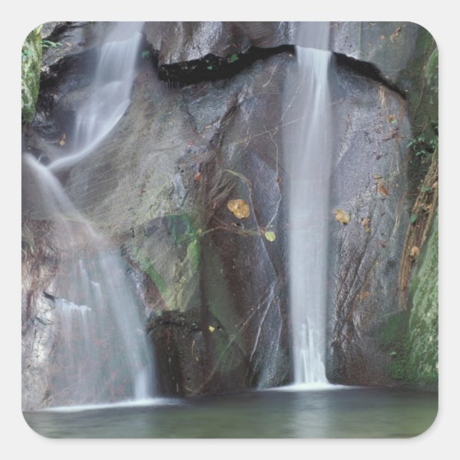 Africa, Uganda, Bwindi Impenetrable rainforest, Square Sticker (Front)