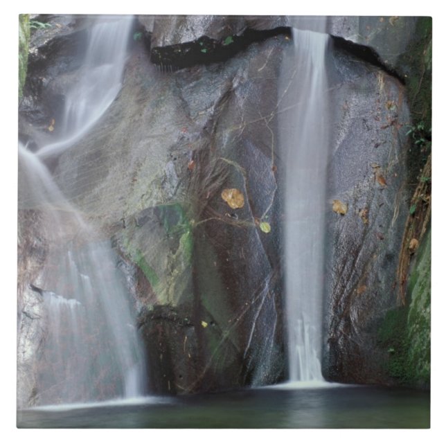 Africa, Uganda, Bwindi Impenetrable rainforest, Tile (Front)