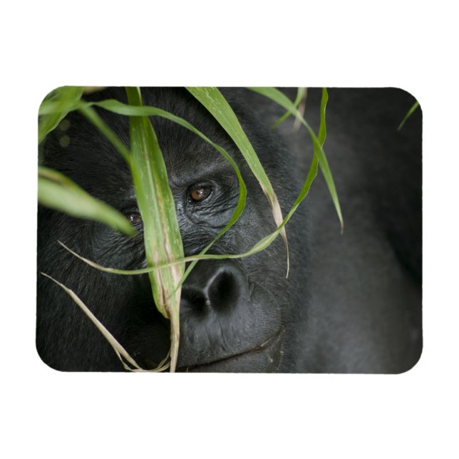 Africa, Uganda, Bwindi Magnet (Horizontal)