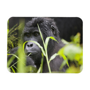 Africa Uganda, Bwindi Magnet