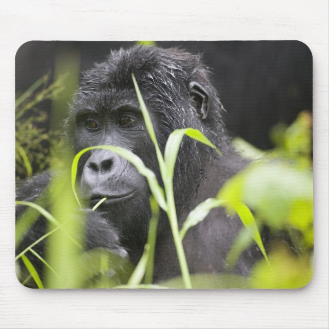 Africa Uganda, Bwindi Mouse Pad (Front)