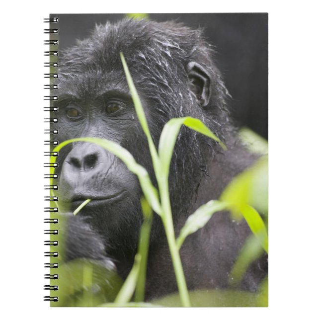 Africa Uganda, Bwindi Notebook (Front)