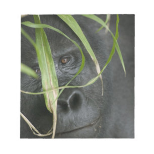 Africa, Uganda, Bwindi Notepad