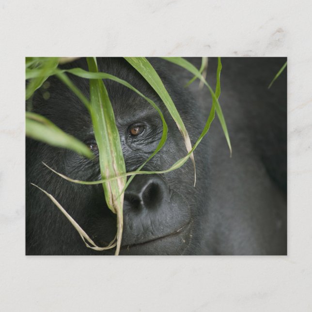 Africa, Uganda, Bwindi Postcard (Front)