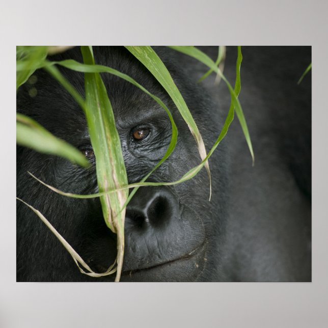Africa, Uganda, Bwindi Poster (Front)