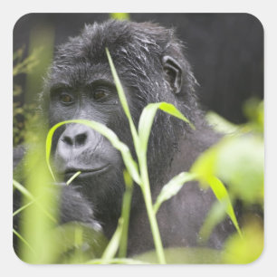 Africa Uganda, Bwindi Square Sticker