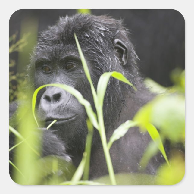 Africa Uganda, Bwindi Square Sticker (Front)