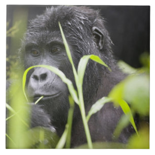 Africa Uganda, Bwindi Tile