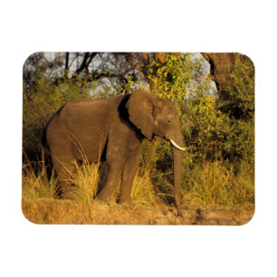 Africa, Zimbabwe, Victoria Falls National Park. Magnet