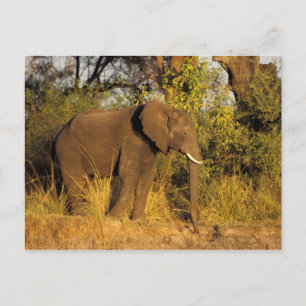 Africa, Zimbabwe, Victoria Falls National Park. Postcard