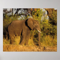 Africa, Zimbabwe, Victoria Falls National Park.