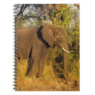 Africa, Zimbabwe, Victoria Falls National Park. Spiral Notebook