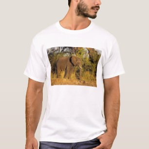 Africa, Zimbabwe, Victoria Falls National Park. T-Shirt