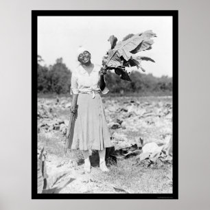 African America Woman with Tobacco 1912 Poster