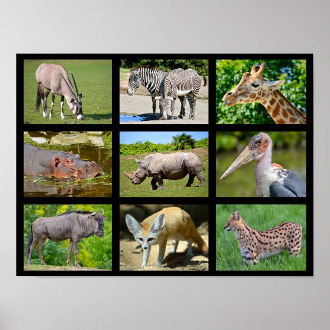 African animals mosaic poster (Front)