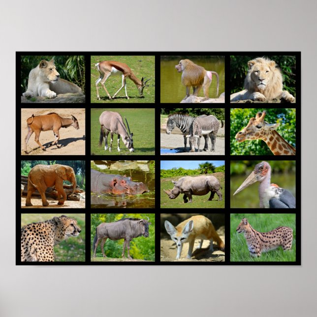 African animals mosaic poster (Front)