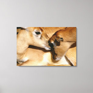 African antelope and fawn canvas print