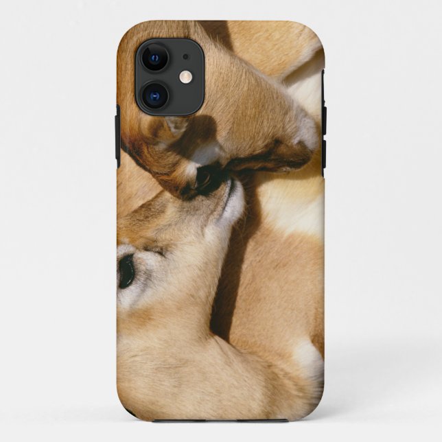 African antelope and fawn Case-Mate iPhone case (Back)
