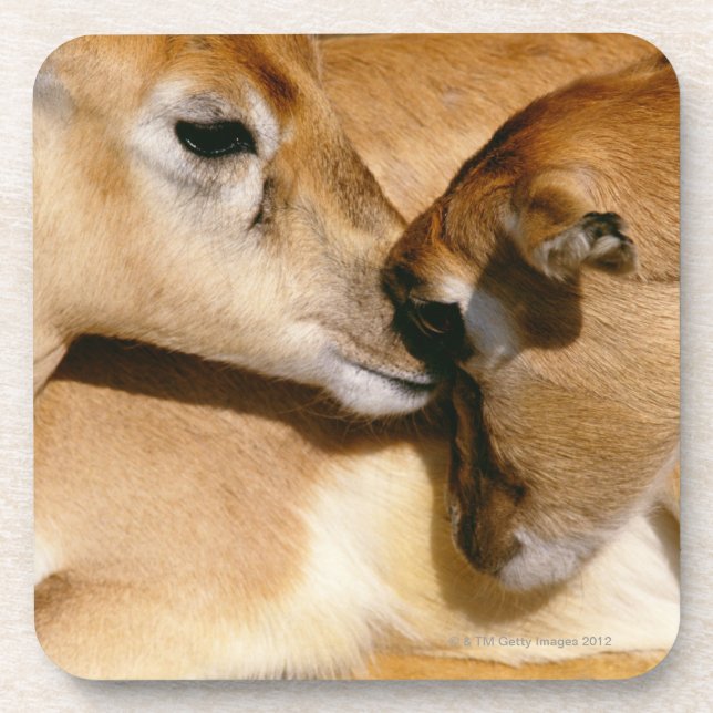 African antelope and fawn coaster (Front)