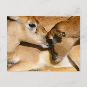 African antelope and fawn postcard