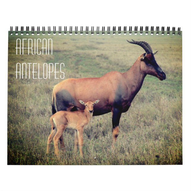 african antelopes 2027 calendar (Cover)