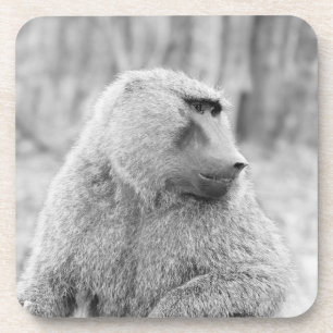 African baboon coaster