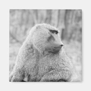 African baboon magnet