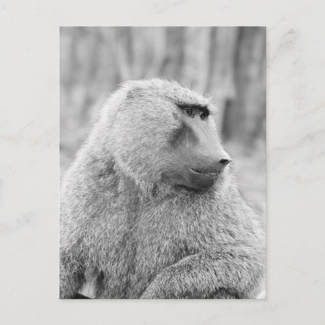 African baboon postcard (Front)