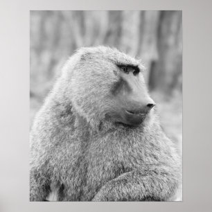 African baboon poster