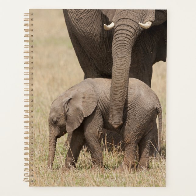 African Baby Elephant with Mother Planner (Front)