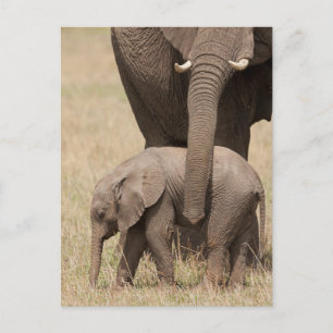 African Baby Elephant with Mother Postcard