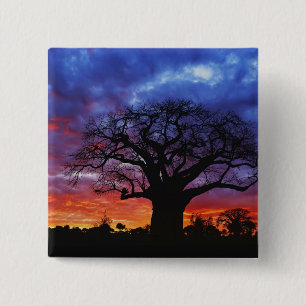 African baobab tree, Adansonia digitata, 2 15 Cm Square Badge