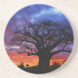 African baobab tree, Adansonia digitata, 2 Coaster