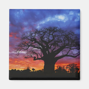 African baobab tree, Adansonia digitata, 2 Magnet