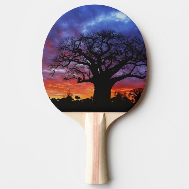 African baobab tree, Adansonia digitata, 2 Ping Pong Paddle (Front)