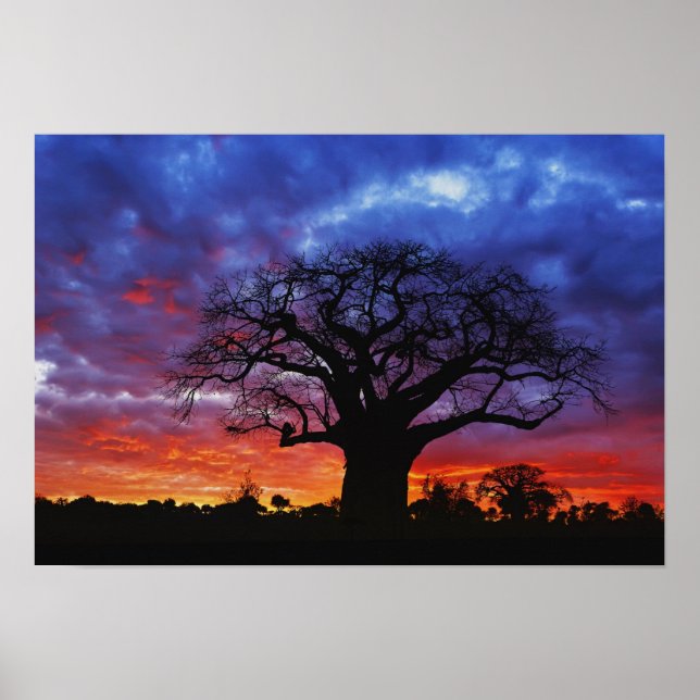 African baobab tree, Adansonia digitata, 2 Poster (Front)