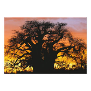 African baobab tree, Adansonia digitata, Photo Print