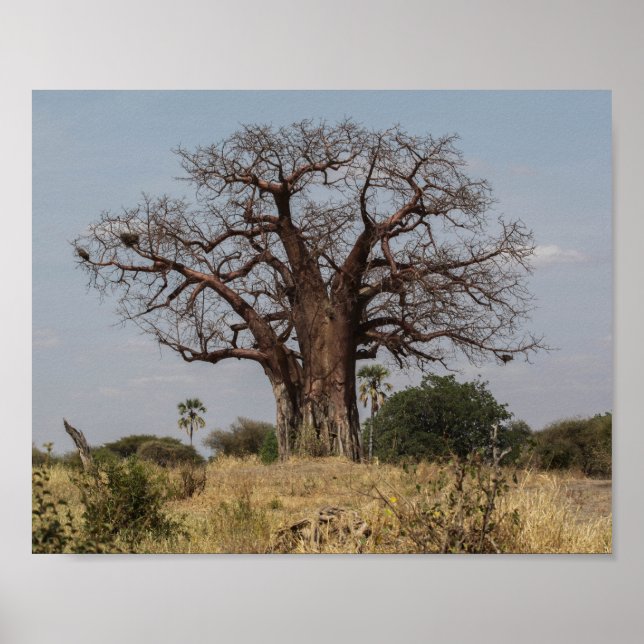 African Baobab Tree Poster (Front)