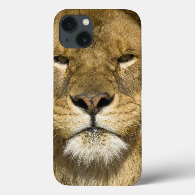 African Barbary Lion, Panthera leo leo, one of Case-Mate iPhone Case (Back)