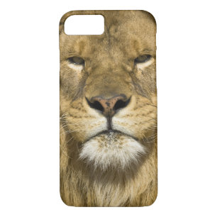 African Barbary Lion, Panthera leo leo, one of Case-Mate iPhone Case