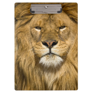 African Barbary Lion, Panthera leo leo, one of Clipboard